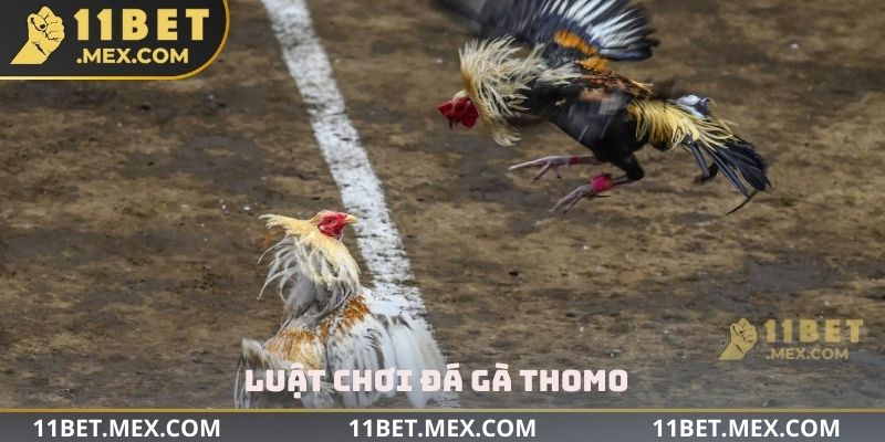 Luật chơi đá gà Thomo