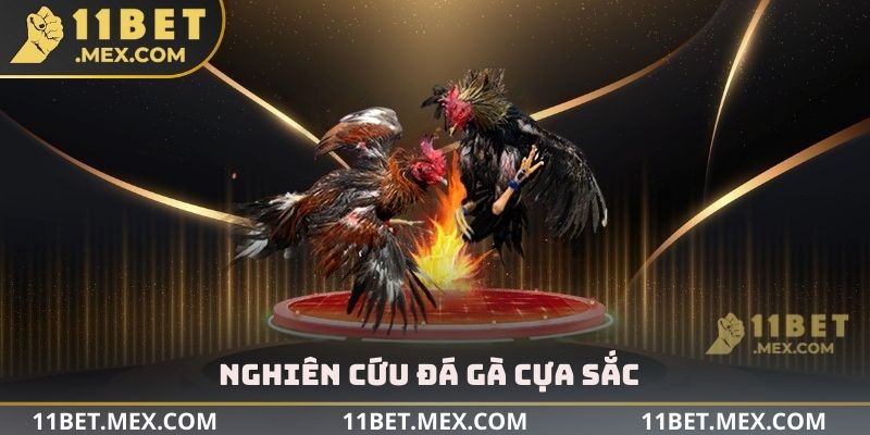 Nghiên cứu đá gà cựa sắc