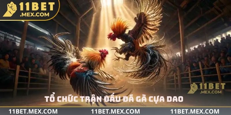 Tổ chức trận đấu đá gà cựa dao